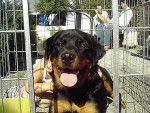 ROTTWEILER CIRKA DE LA FLAMME D EBENE - Rottweiler