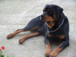 V&eacute;rone, Rottweiler de 5 ans - Rottweiler (5 ans)