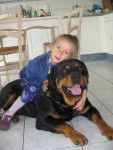 Vérone, rottweiler - Rottweiler