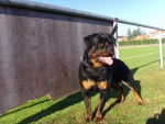 rottweiler bronko du jardin des monts d'or - Rottweiler