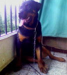 keurk rottweiler - Rottweiler