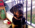 keurk rottweiler 8 mois - Rottweiler (8 mois)