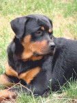 rottweiler dorka - Rottweiler