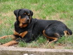 rottweiler dorka - Rottweiler