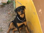 rottweiler dorka - Rottweiler