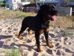 rottweiler - Rottweiler