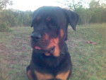 ROTTWEILER SULTANE - Rottweiler