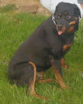ROTTWEILER - Rottweiler