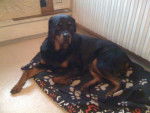 ROTTWEILER - Rottweiler