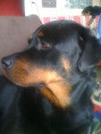 ROTTWEILER - Rottweiler