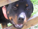 rottweiler SHERKANN - Rottweiler