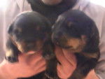 rottweiler DIXIE ET ELFY - Rottweiler