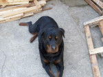 bella rottweiler - Rottweiler
