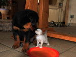 Zoria et mon chaton Koah - Rottweiler (8 mois)