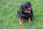 Zoria - Rottweiler (8 mois)