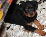 Zoria mon ange - Rottweiler (4 mois)