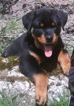 kéops rottweiler a 3 mois - Rottweiler (3 mois)