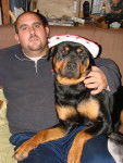 rottweiler dorka - Rottweiler