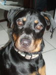 Rottweiler - Rottweiler