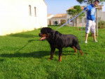 rottweiler - Rottweiler