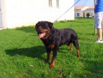 rottweiler - Rottweiler