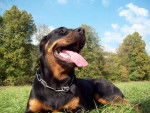 Calie Rottweiler - Rottweiler