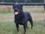 chronos rottweiler - Rottweiler