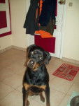 Calie Rottweiler - Rottweiler