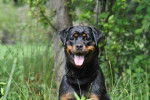 Rottweiler : Elkijmax von Damon der Dunkelkraft - Rottweiler