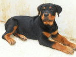 Héra rottweiler de 3 mois - Rottweiler (3 mois)