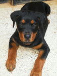 Héra rottweiler de 3 mois - Rottweiler (3 mois)