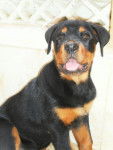 Héra rottweiler de 3 mois - Rottweiler (3 mois)