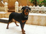 rottweiler - Rottweiler