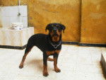 rottweiler - Rottweiler