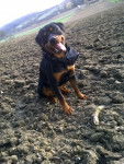 Eros Rottweiler - Rottweiler