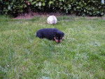 Rottweiler Luna &agrave; 6 semaines - Rottweiler