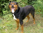rottweiler gazzell - Rottweiler