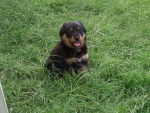 Rottweiler lotuss - Rottweiler