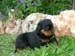 TITI - Rottweiler Mâle (2 mois)