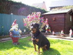 rottweiler . nyka - Rottweiler