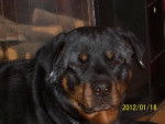 rottweiler . nyka - Rottweiler