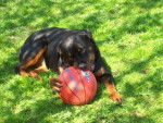 rottweiler . nyka - Rottweiler