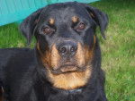 rottweiler . nyka - Rottweiler