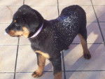 rottweiler . nyka - Rottweiler
