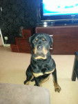 Hypso Rottweiler de 7 mois - Rottweiler (7 mois)