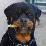 Harko Von Den Starken Kriegern - Rottweiler Mâle (3 ans)