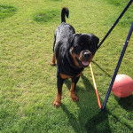Otto el Rottie - Rottweiler Mâle (1 an)