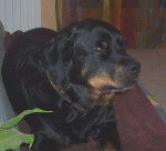 RAFALE, 8 ans - Rottweiler (8 ans)