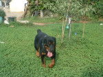 Tom - Rottweiler Mâle (6 mois)