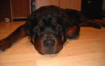 Photo de Rottweiler : Crash, 13 mois - Rottweiler (1 an et 1 mois)